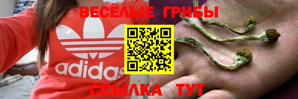Михайловск  Псилоцибиновые грибы MAGIC MUSHROOMS  Псилоцибиновые грибы прущие грибы  Вход с VPN 